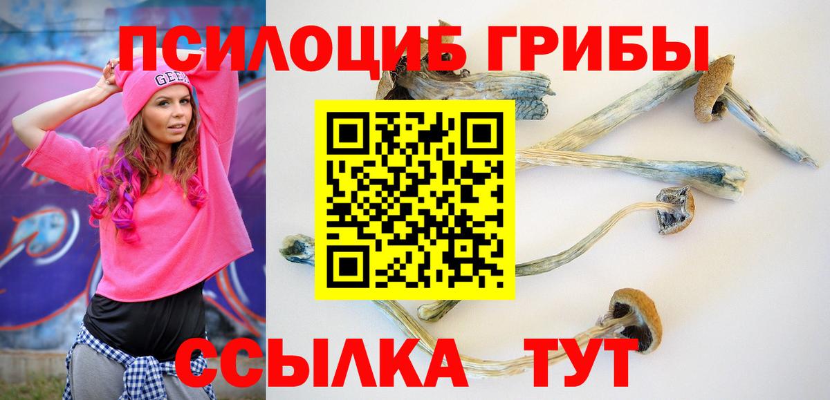 Галлюциногенные грибы Psilocybe Светлоград
